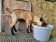 Load image into Gallery viewer, Charles- F2 Mini Oberhalsi