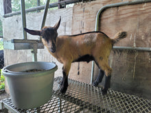 Load image into Gallery viewer, Charles- F2 Mini Oberhalsi