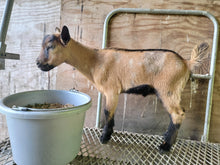 Load image into Gallery viewer, Charles- F2 Mini Oberhalsi