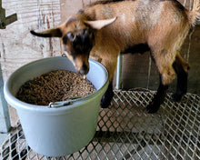 Load image into Gallery viewer, Charles- F2 Mini Oberhalsi