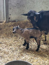 Load image into Gallery viewer, Queso- Nigerian Dwarf