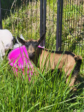 Load image into Gallery viewer, Queso- Nigerian Dwarf