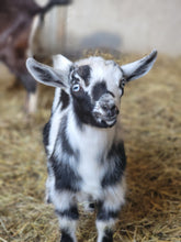 Load image into Gallery viewer, Quest- Nigerian Dwarf
